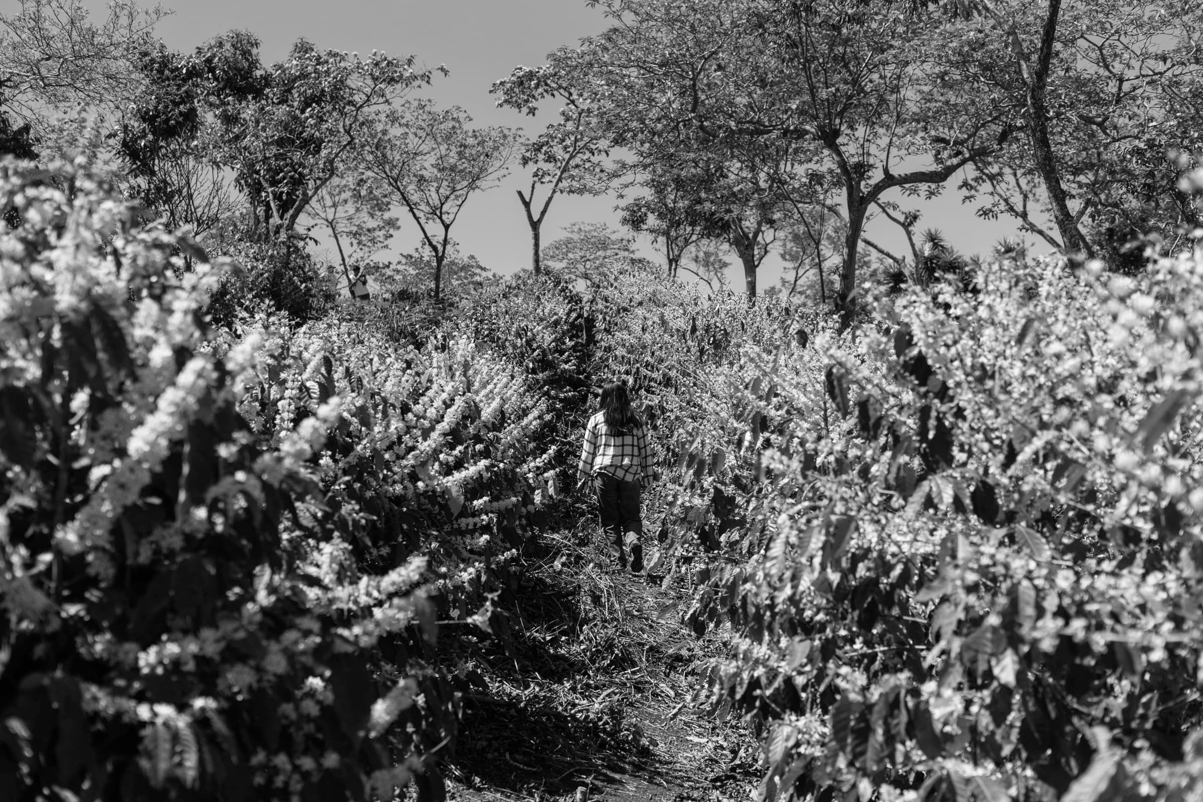 Caminando entre los surcos del cafetal en floración